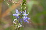 American bellflower